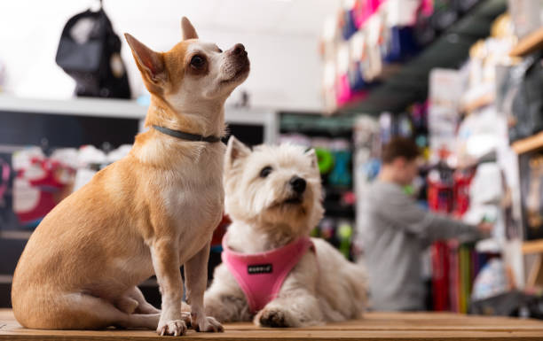 Chihuahua and west highland terrier dogs sitting in petshop Chihuahua and west highland terrier dogs sitting in petshop pet shop stock pictures, royalty-free photos & images