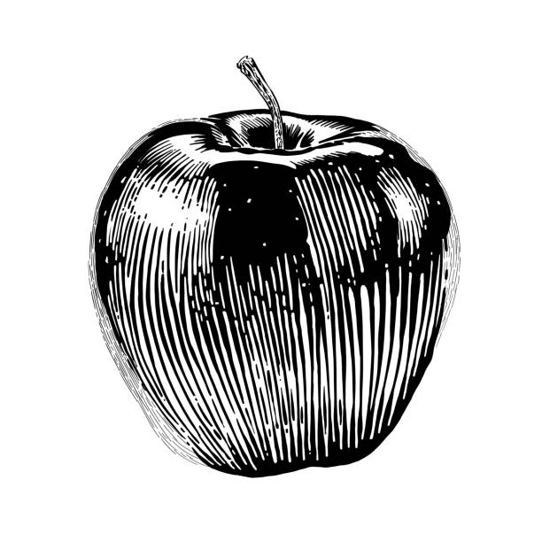 ilustrações, clipart, desenhos animados e ícones de maçã inteira, vista frontal. ilustração vetorial em preto e branco isolada em fundo branco. - bucci