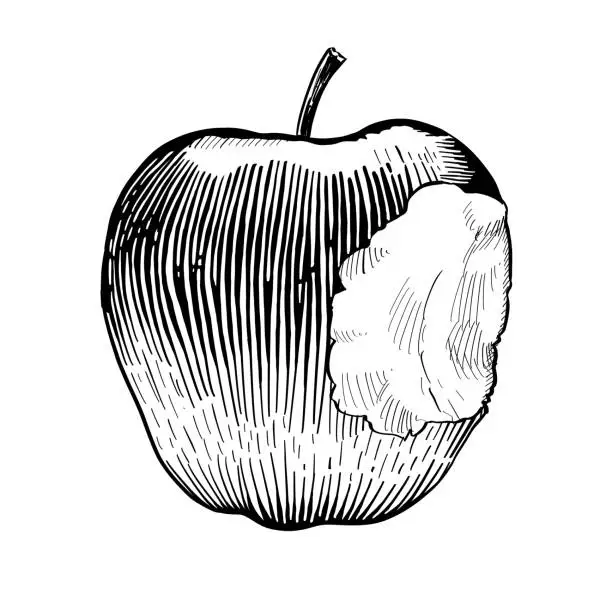 Vector illustration of Whole apple with right bite, front view. Black and white vector illustration isolated on white background.