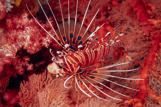 istock Spotfin lionfish, Pterois antennata, Palau, Micronesia 1414376474