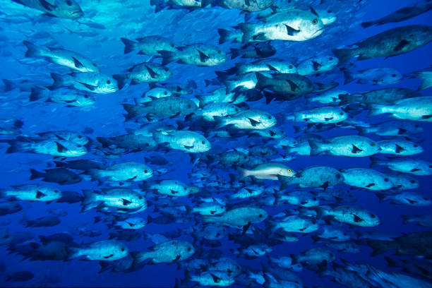 istock School of black snapper, Macolar niger 1414376491