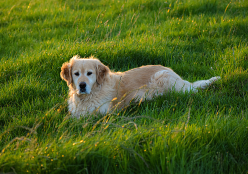 Golden retriever basking in sunset