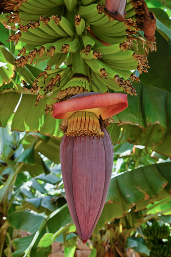 Close-up of a banana blossom with young bananas