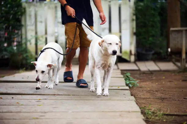 Photo of Couple of dogs walking in leashed with them owner at the park. Man handling dogs walking together.