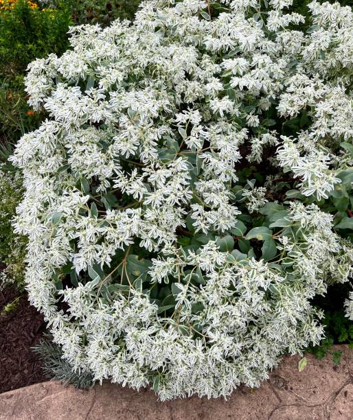 istock Snow on the Mountain Plant Euphorbia Leucocephala 1414378818