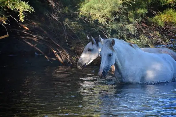 Two White Horses returning to the Riverbank after taking a dip