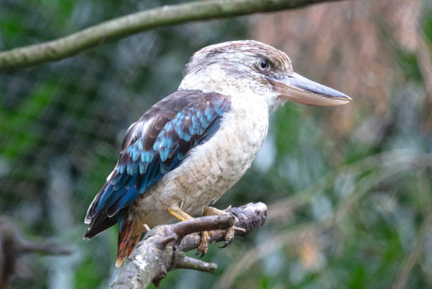 istock Kingfisher Blue-winged kookaburra, Dacelo leachii 1414380089