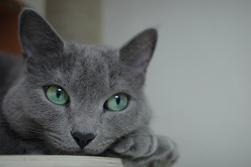 There is russian blue cat which has green eyes