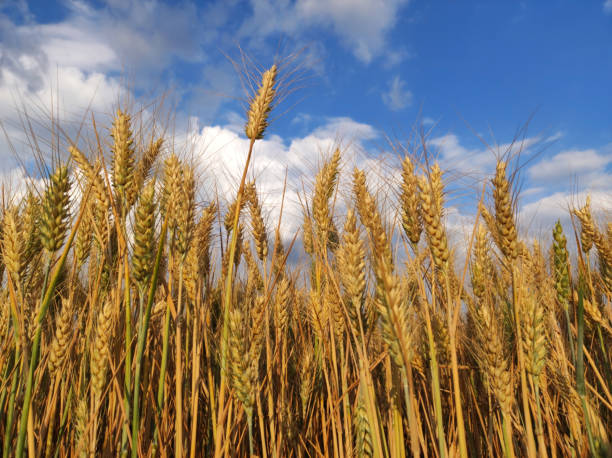istock golden ripe wheat field in sunlight 1414381456