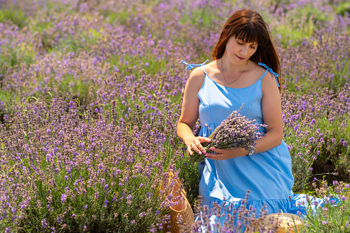 Young woman admiring a bunch of fresh lavender she is holding in her hands after picking it in a farm field
