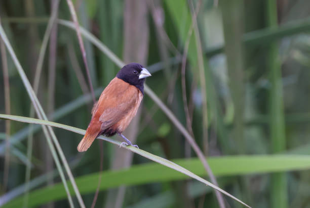 istock The chestnut munia or black-headed munia is a small passerine. 1414383841