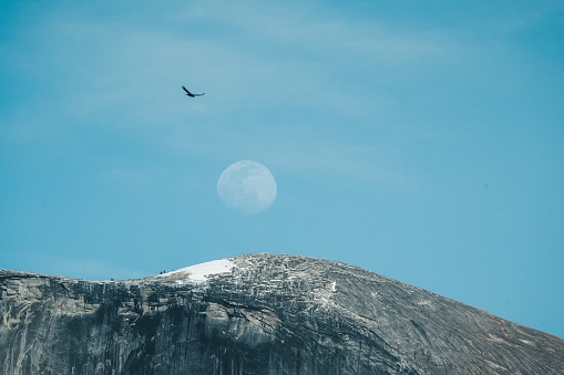 The moon and a bird seen above the mountain in Yosemite National Park, California, USA. Seen a day in the spring.
