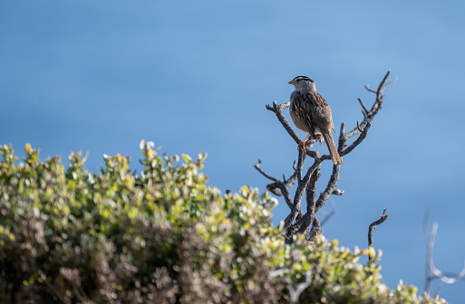 Bird resting on a tree branch at the Big Sur coastline in California, USA. Seen at day in the summer.