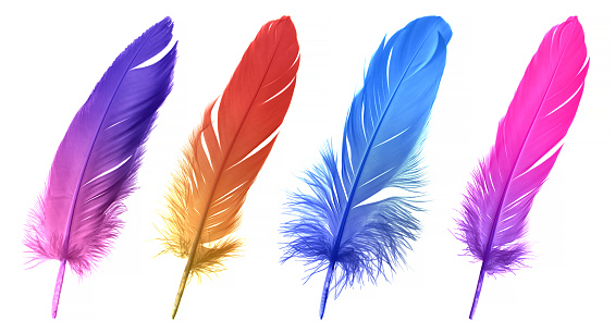 Beautiful Colorful Feathers. Collection Feathers Isolated on White Background.