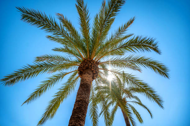 istock Real date palm tree in front of bright blue sky backlit by the sun 1414387957