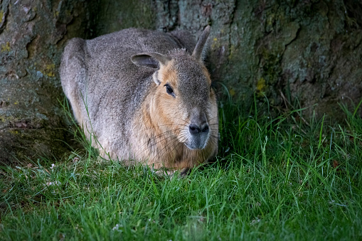A Patagonian Mara relaxing in the shade of a tree.