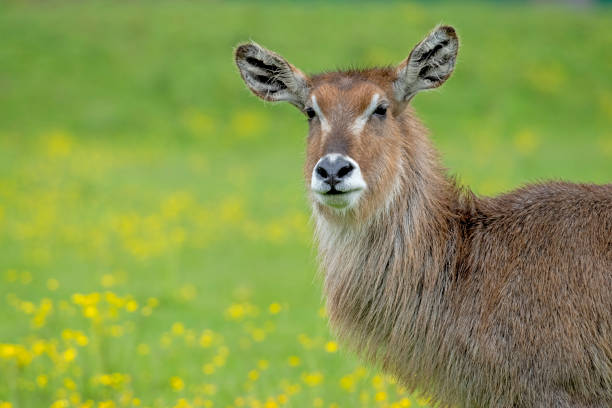 A female Common Waterbuck looking at the camera.