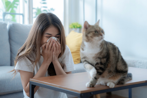 Asian woman sitting in the living room with her cat at home, She has a cat hair allergy, She sneezed and had a runny nose.