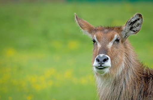A female Common Waterbuck looking at the camera.