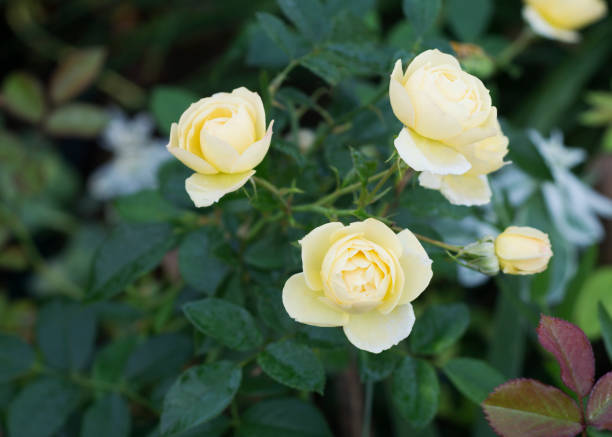 istock Yellow rose flowers in the garden 1414392801