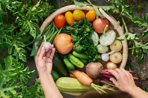 농부의 손으로 다양한 야채 허브가있는 바구니의 최고 전망 - tomato women green market 뉴스 사진 이미지