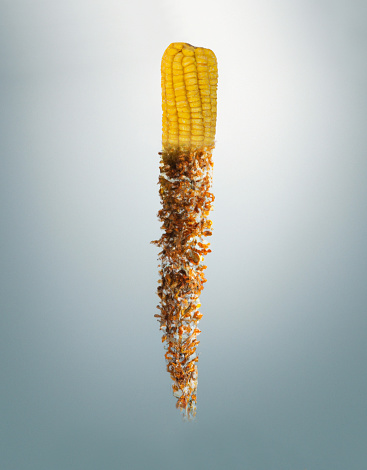 Conceptual visual for process stages of corn