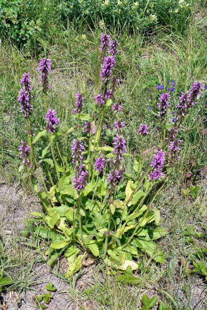 istock Austria, Wildflower, Betony 1414398862