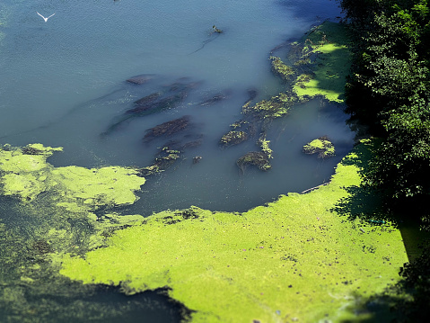 Green algae growing on the water surface of a river. A seagull flying by.