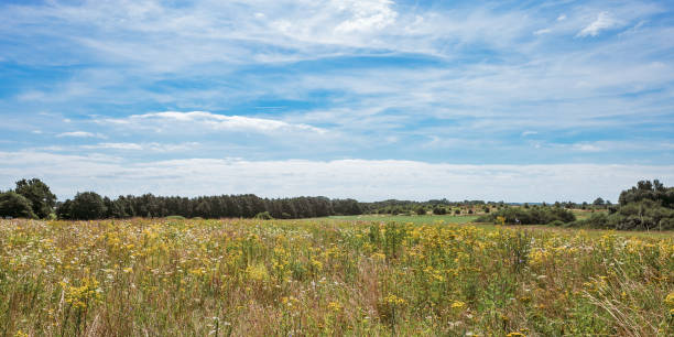 Field grass is blooming beautifully and blue sky with clouds, wildflowers as natural background. Nature aesthetics banner with flowering Crepis tectorum, Heracleum plants, nature summer time scene la hierba de campo está floreciendo maravillosamente y el cielo azul con nubes, flores silvestres como fondo natural. bandera de la estética de la naturaleza con crepis tectorum en flor, plantas de heracleum, escena de verano de la naturaleza