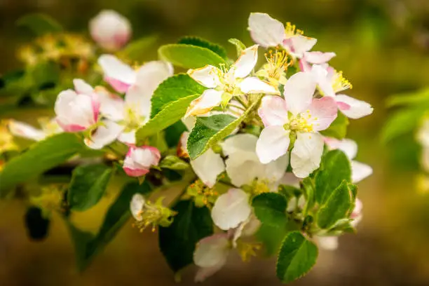 Blooming apple tree, close up of the blooming flowers