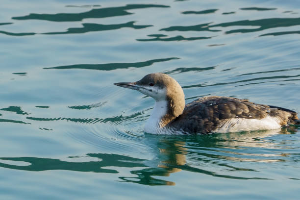 Black-throated diver (Gavia arctica) Black-throated diver, Gavia arctica, single bird on water, Turkey arctic loon stock pictures, royalty-free photos & images