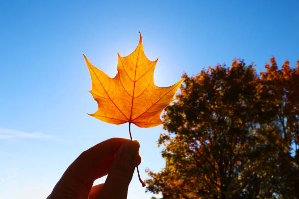 istock Hand holding yellow maple leaf on autumn yellow sunny background. 1414404904