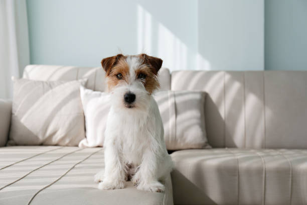 Jack Russell Terrier pup. Wire Haired Jack Russell Terrier puppy on the couch looking at the camera. Small rough coated doggy with funny fur stains resting on a sofa at home. Close up, copy space, background wire haired stock pictures, royalty-free photos & images