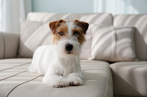 Wire Haired Jack Russell Terrier puppy on the couch looking at the camera. Small rough coated doggy with funny fur stains resting on a sofa at home. Close up, copy space, background