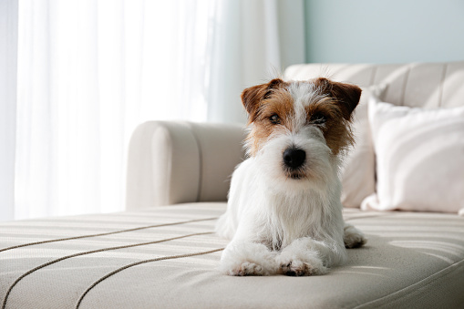 Wire Haired Jack Russell Terrier puppy on the couch looking at the camera. Small rough coated doggy with funny fur stains resting on a sofa at home. Close up, copy space, background