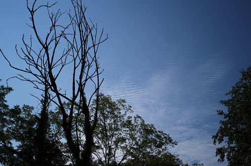 View of tobacco plant in the field at Sukhothai province, Northern of Thailand. Field of tobacco shot in morning time