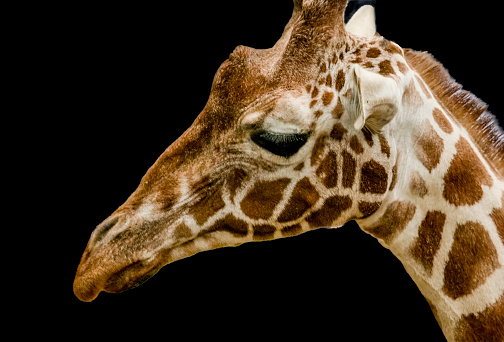 Reticulated Giraffe extreme close up of a giraffe eating.