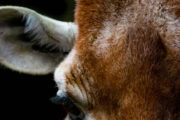 Stock photo showing close-up, portrait view of European roe deer (Capreolus capreolus), alert and looking for possible danger whilst eating grass. In the background an Indian or house crow (Corvus splendens) can be seen perched on the back of a second deer.