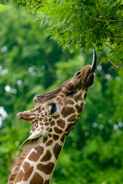 istock Reticulated Giraffe extreme close up 1414406199