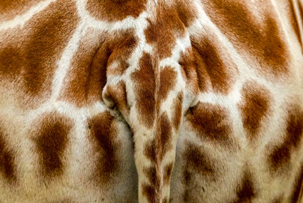 Reticulated Giraffe extreme close up of a giraffe rear end and tail for use as a background.