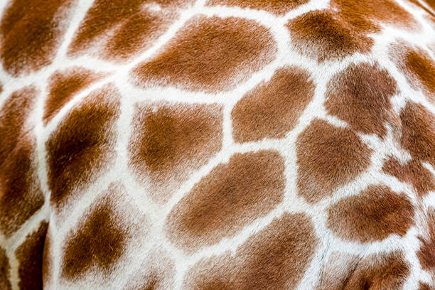 giraffa reticolata estrema da vicino - reticulated giraffe foto e immagini stock
