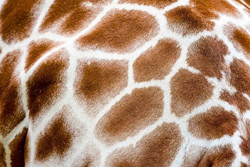 Reticulated Giraffe extreme close up of a giraffe flank for use as a background.