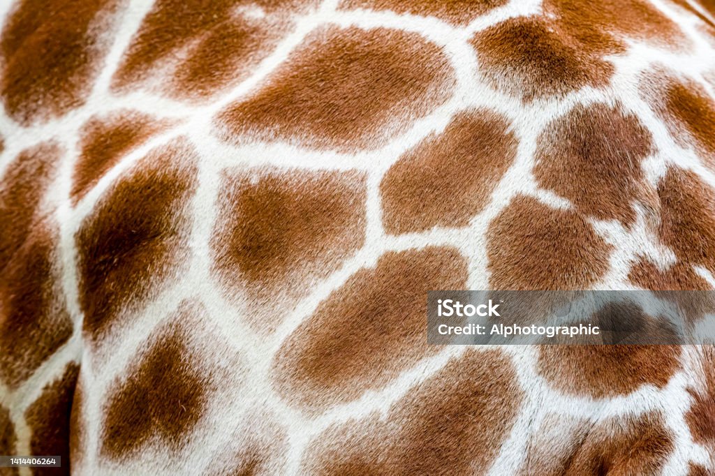 Reticulated Giraffe extreme close up Reticulated Giraffe extreme close up of a giraffe flank for use as a background. Africa Stock Photo