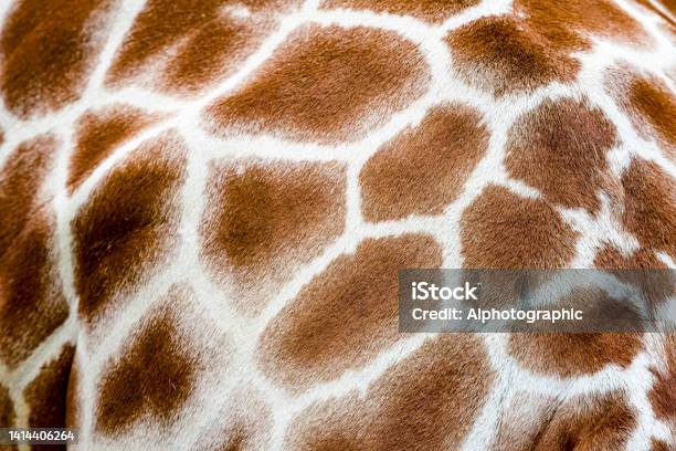 Reticulated Giraffe Extreme Close Up Stock Photo - Download Image Now - Africa, Animal Markings, Animal Skin