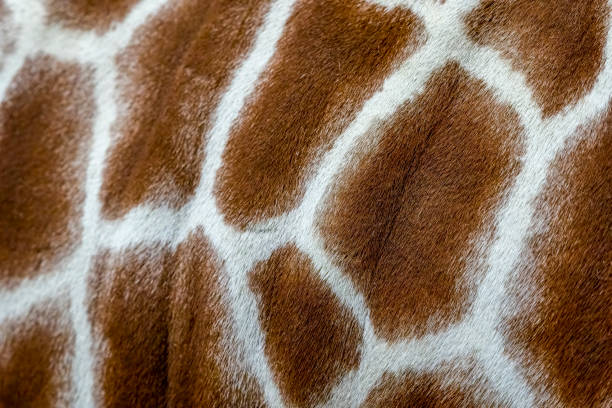 istock Reticulated Giraffe extreme close up 1414406382