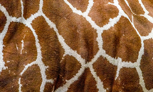 Reticulated Giraffe extreme close up of a giraffe flank for use as a background.
