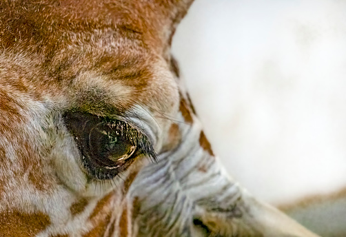Reticulated Giraffe extreme close up of an eye and ear.