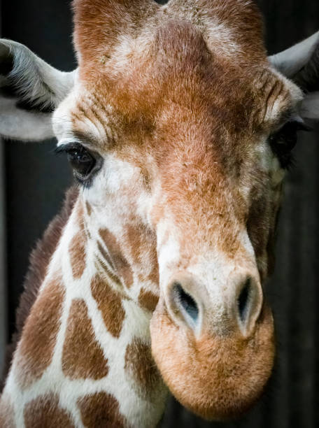 Giraffe in front of green trees stretches the tongue out of the mouth while eating. Close-up with with copy space.