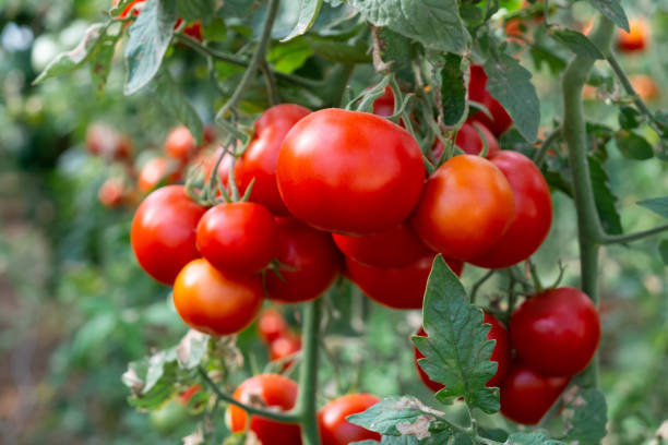 Tomato farm stock photo