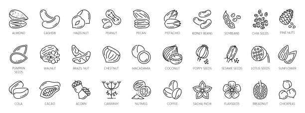 орехи контурные иконки, семена и бобы, органическая пища - nutmeg stock illustrations